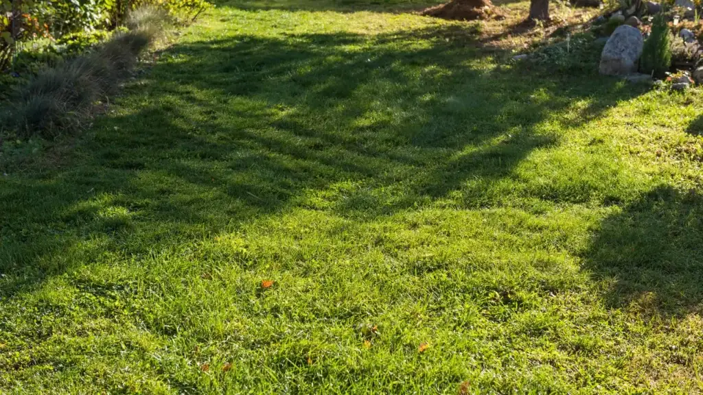 Green suburban garden lawn in Perth with a mature tree casting shade across a well-maintained grass surface