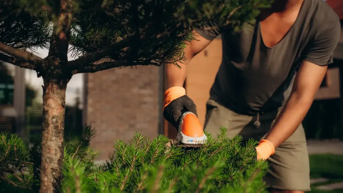 Person in orange gloves trimming a conifer hedge with an electric hedge trimmer in a suburban residential garden