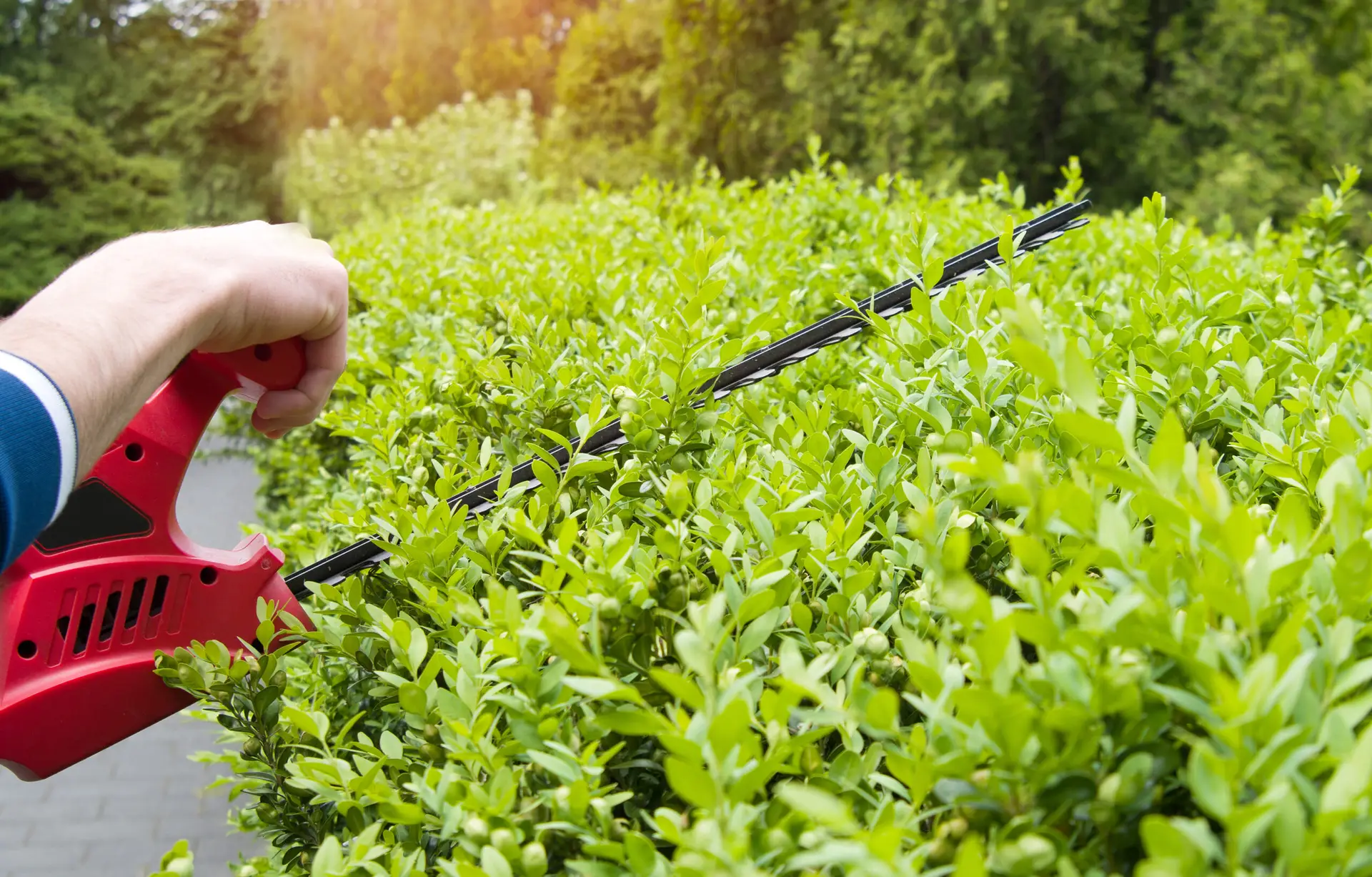 An Urgent Pro lawn mowing provider in Brisbane trimming a boundary hedge with electric shears to a consistent straight height, with professional equipment visible in a realistic local service setting