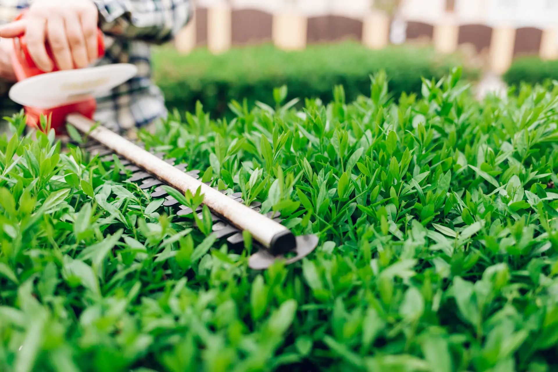 An Urgent Pro lawn mowing provider in Gold Coast trimming a boundary hedge with electric shears to a consistent straight height, with professional equipment visible in a realistic local service setting