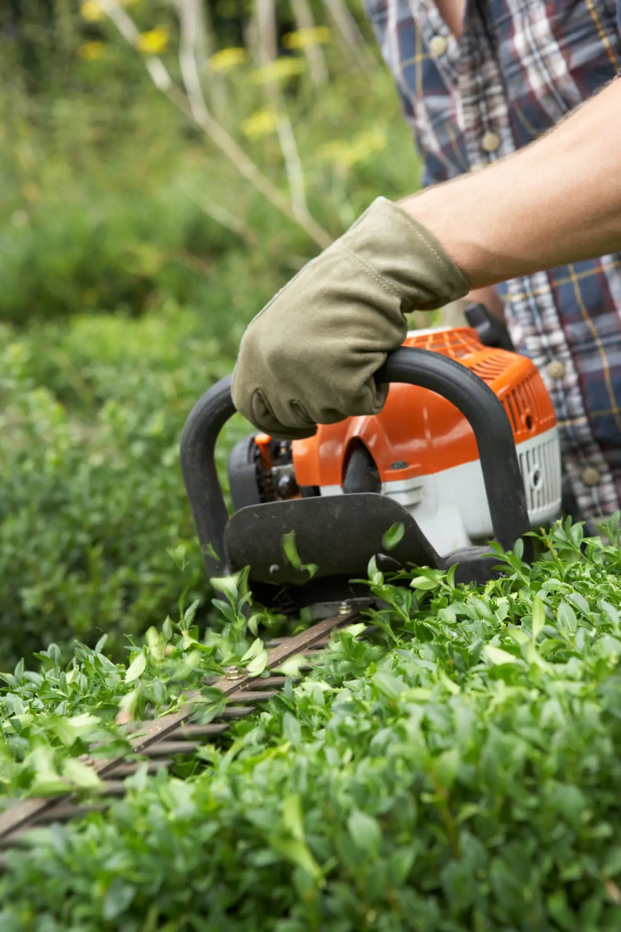 An Urgent Pro lawn mowing provider in Melbourne trimming a boundary hedge with electric shears to a consistent straight height, with professional equipment visible in a realistic local service setting