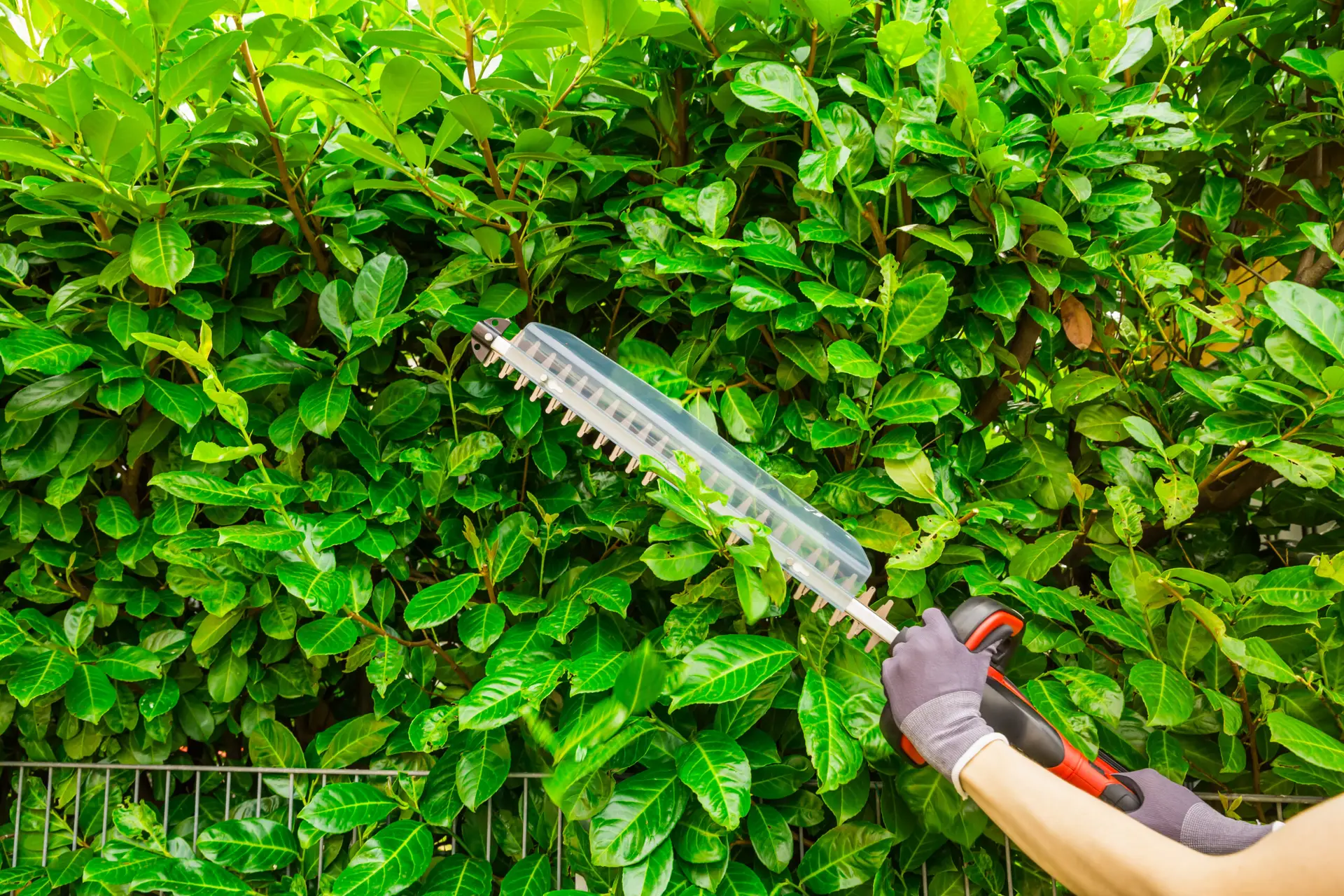 An Urgent Pro lawn mowing provider in Perth trimming a boundary hedge with electric shears to a consistent straight height, with professional equipment visible in a realistic local service setting