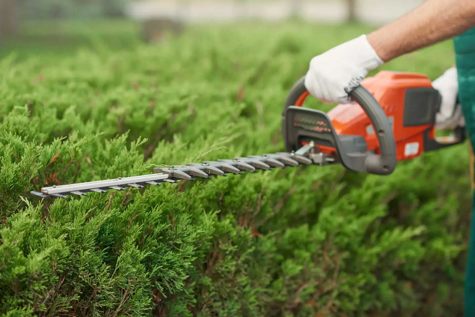 An Urgent Pro lawn mowing provider in Sydney trimming a boundary hedge with electric shears to a consistent straight height, with professional equipment visible in a realistic local service setting