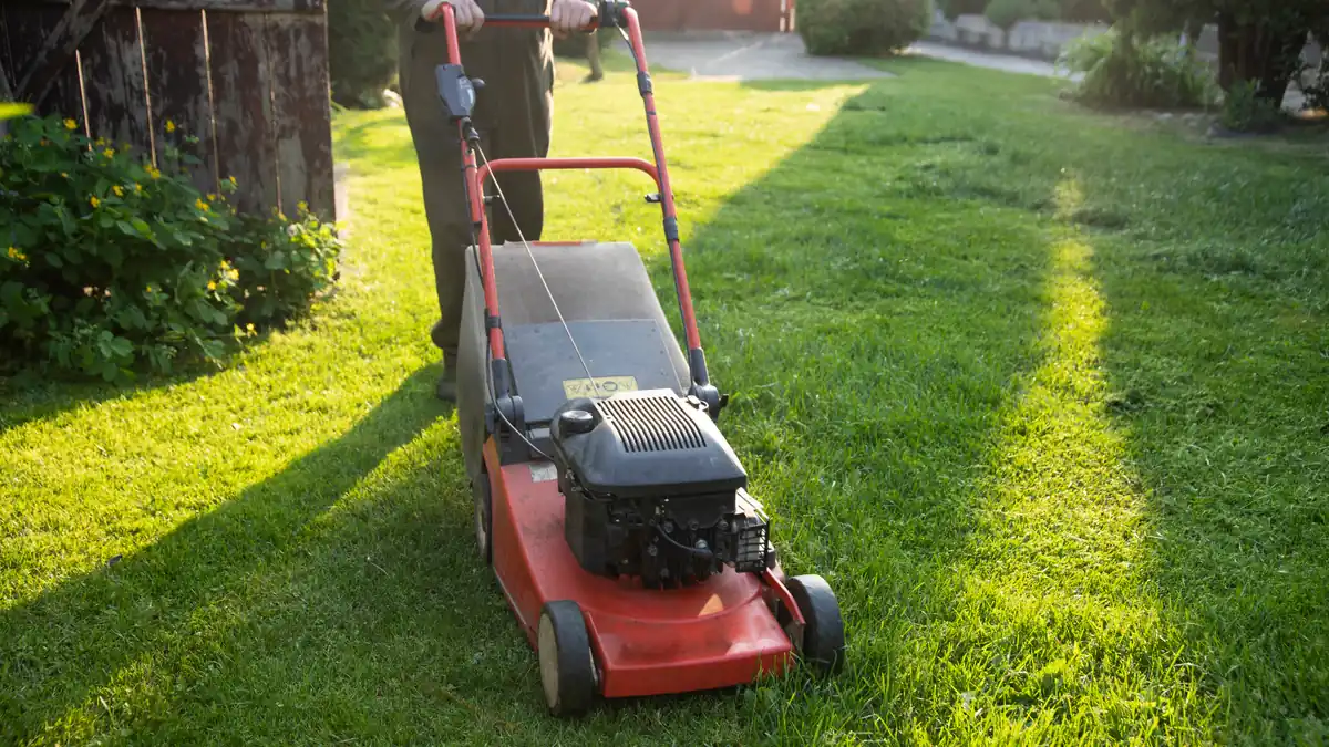 Person pushing a red petrol lawn mower across a well-kept green lawn in an Australian backyard