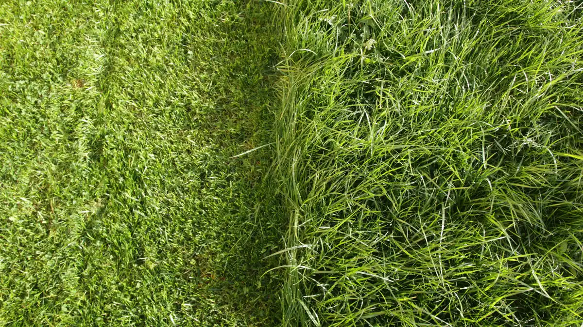 Two different grass varieties side by side showing contrasting blade texture and growth density in a Perth lawn